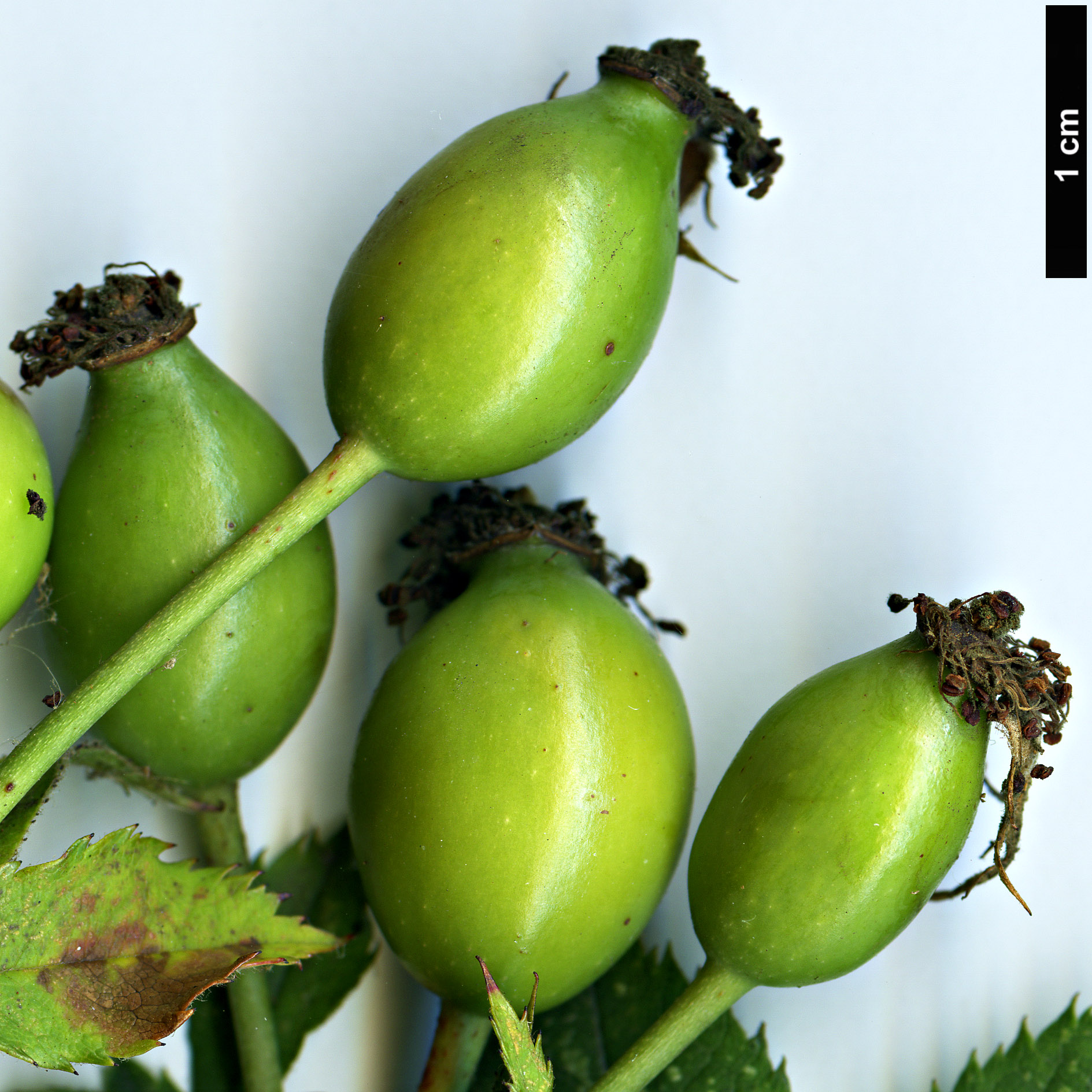 High resolution image: Family: Rosaceae - Genus: Rosa - Taxon: corymbifera - SpeciesSub: var. aemoniana High resolution image: Family: Rosaceae - Genus: Rosa - Taxon: corymbifera - SpeciesSub: var. aemoniana